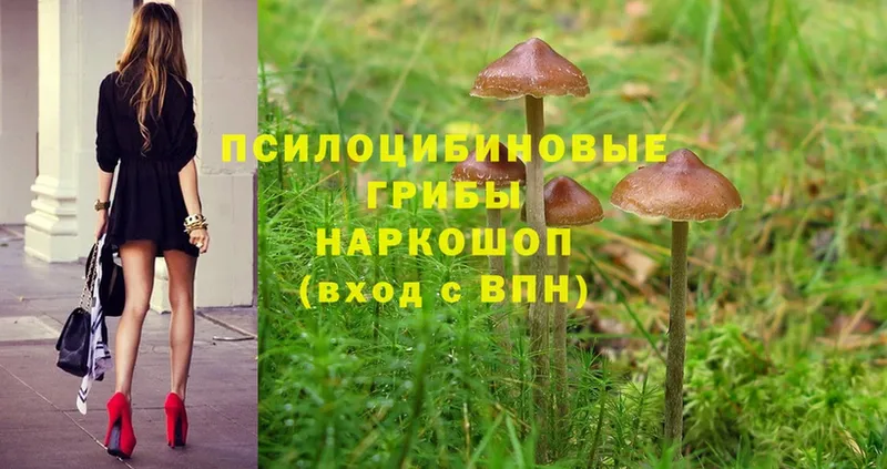 закладка  Новокубанск  OMG ONION  Псилоцибиновые грибы мицелий 